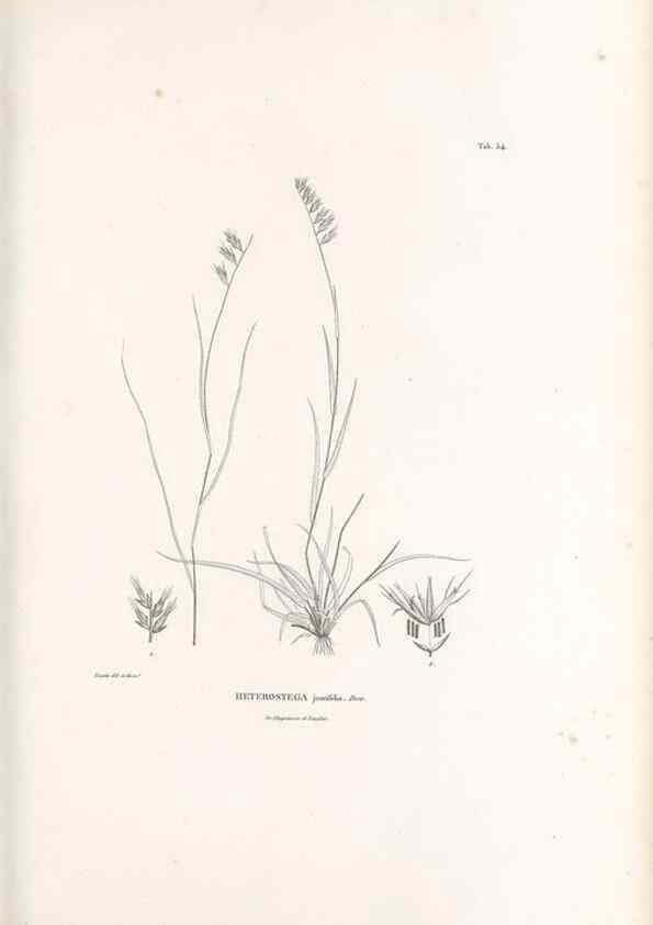 Reproducción/Reproduction 49520845778: Nova genera et species plantarum :. Antverpiae :Ex officina Christophori Plantini ...,1576.. 