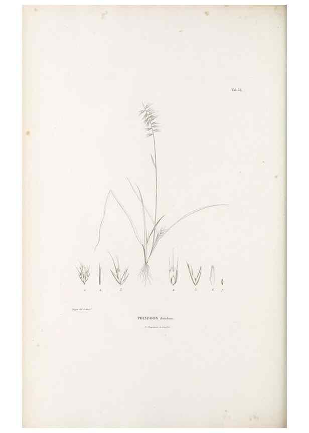 Reproducción/Reproduction 49521581492: Nova genera et species plantarum :. Antverpiae :Ex officina Christophori Plantini ...,1576.. 