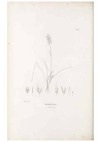 Reproducción/Reproduction 49521581492: Nova genera et species plantarum :. Antverpiae :Ex officina Christophori Plantini ...,1576.. 