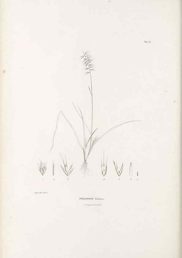 Reproducción/Reproduction 49521581492: Nova genera et species plantarum :. Antverpiae :Ex officina Christophori Plantini ...,1576.. 