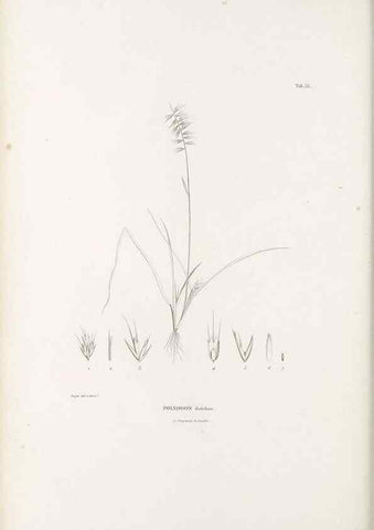 Reproducción/Reproduction 49521581492: Nova genera et species plantarum :. Antverpiae :Ex officina Christophori Plantini ...,1576.. 