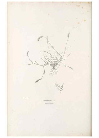 Reproducción/Reproduction 49521370531: Nova genera et species plantarum :. Antverpiae :Ex officina Christophori Plantini ...,1576.. 