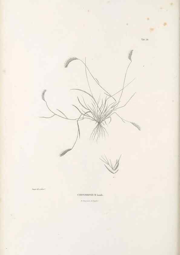 Reproducción/Reproduction 49521370531: Nova genera et species plantarum :. Antverpiae :Ex officina Christophori Plantini ...,1576.. 