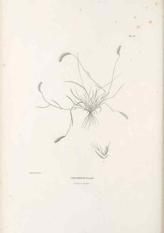 Reproducción/Reproduction 49521370531: Nova genera et species plantarum :. Antverpiae :Ex officina Christophori Plantini ...,1576.. 
