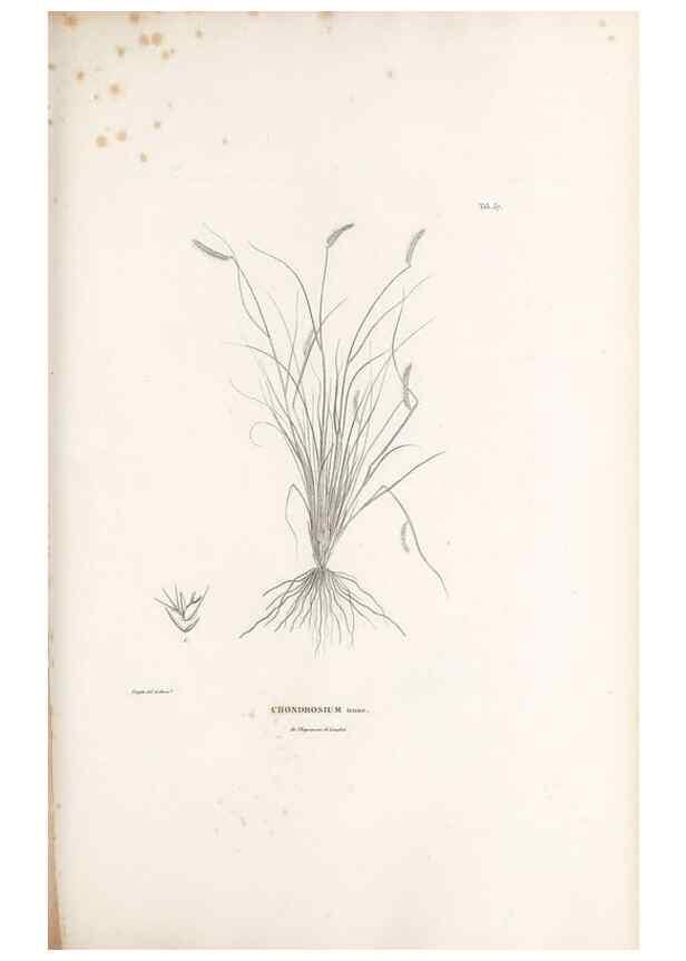 Reproducción/Reproduction 49520846813: Nova genera et species plantarum :. Antverpiae :Ex officina Christophori Plantini ...,1576.. 
