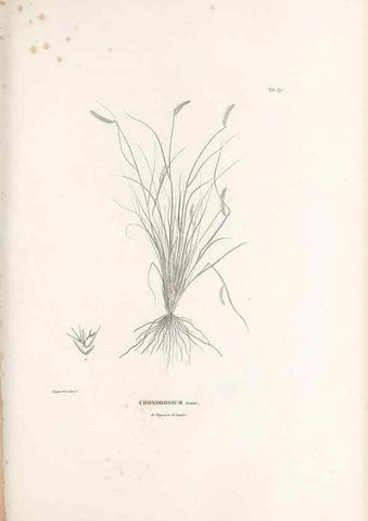Reproducción/Reproduction 49520846813: Nova genera et species plantarum :. Antverpiae :Ex officina Christophori Plantini ...,1576.. 
