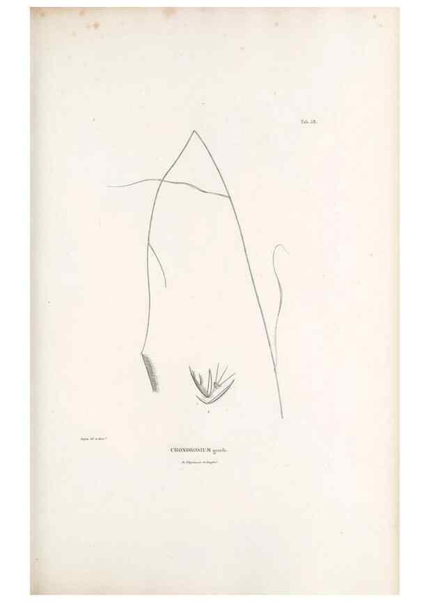 Reproducción/Reproduction 49521582427: Nova genera et species plantarum :. Antverpiae :Ex officina Christophori Plantini ...,1576.. 