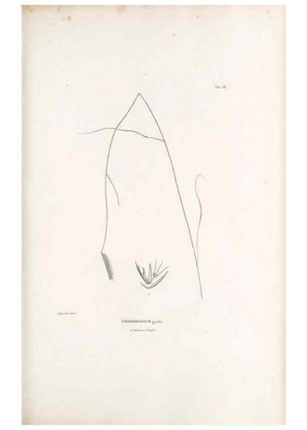 Reproducción/Reproduction 49521582427: Nova genera et species plantarum :. Antverpiae :Ex officina Christophori Plantini ...,1576.. 