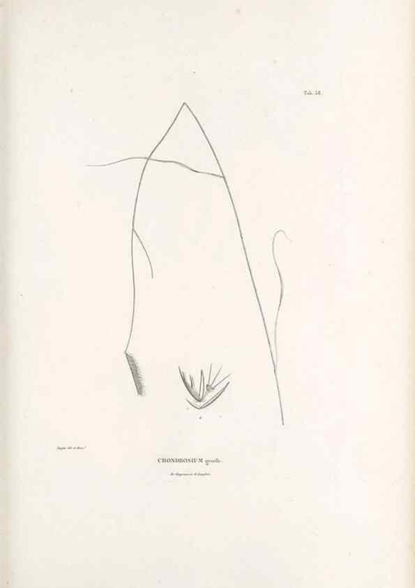 Reproducción/Reproduction 49521582427: Nova genera et species plantarum :. Antverpiae :Ex officina Christophori Plantini ...,1576.. 