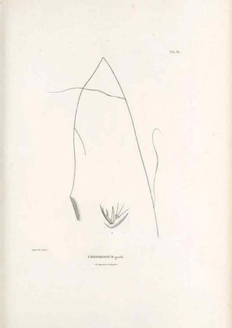 Reproducción/Reproduction 49521582427: Nova genera et species plantarum :. Antverpiae :Ex officina Christophori Plantini ...,1576.. 