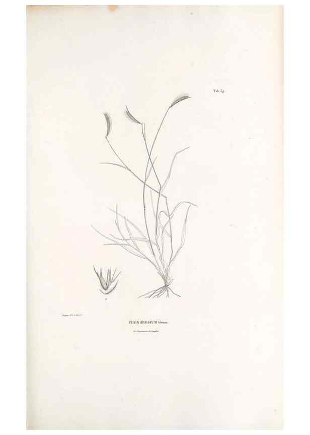 Reproducción/Reproduction 49521371476: Nova genera et species plantarum :. Antverpiae :Ex officina Christophori Plantini ...,1576.. 
