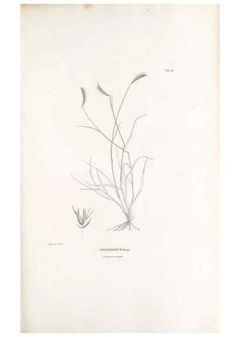 Reproducción/Reproduction 49521371476: Nova genera et species plantarum :. Antverpiae :Ex officina Christophori Plantini ...,1576.. 