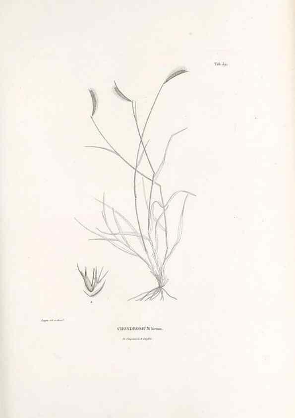 Reproducción/Reproduction 49521371476: Nova genera et species plantarum :. Antverpiae :Ex officina Christophori Plantini ...,1576.. 