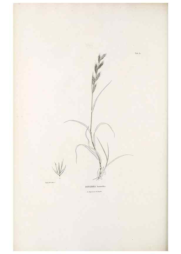 Reproducción/Reproduction 49521368961: Nova genera et species plantarum :. Antverpiae :Ex officina Christophori Plantini ...,1576.. 
