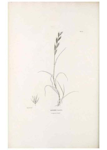 Reproducción/Reproduction 49521368961: Nova genera et species plantarum :. Antverpiae :Ex officina Christophori Plantini ...,1576.. 