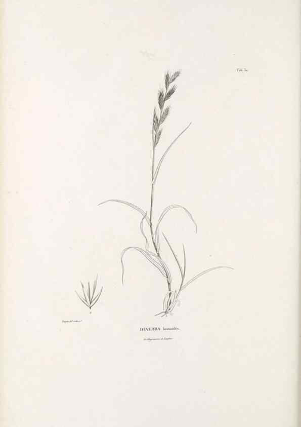 Reproducción/Reproduction 49521368961: Nova genera et species plantarum :. Antverpiae :Ex officina Christophori Plantini ...,1576.. 