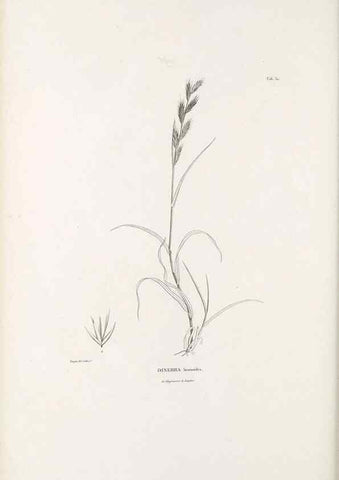Reproducción/Reproduction 49521368961: Nova genera et species plantarum :. Antverpiae :Ex officina Christophori Plantini ...,1576.. 