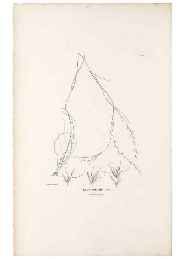 Reproducción/Reproduction 49520847913: Nova genera et species plantarum :. Antverpiae :Ex officina Christophori Plantini ...,1576.. 