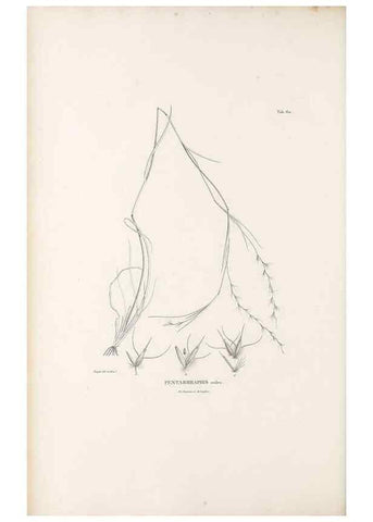 Reproducción/Reproduction 49520847913: Nova genera et species plantarum :. Antverpiae :Ex officina Christophori Plantini ...,1576.. 