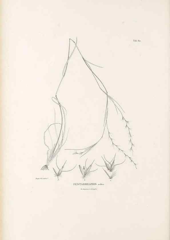 Reproducción/Reproduction 49520847913: Nova genera et species plantarum :. Antverpiae :Ex officina Christophori Plantini ...,1576.. 