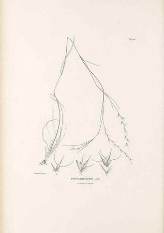 Reproducción/Reproduction 49520847913: Nova genera et species plantarum :. Antverpiae :Ex officina Christophori Plantini ...,1576.. 