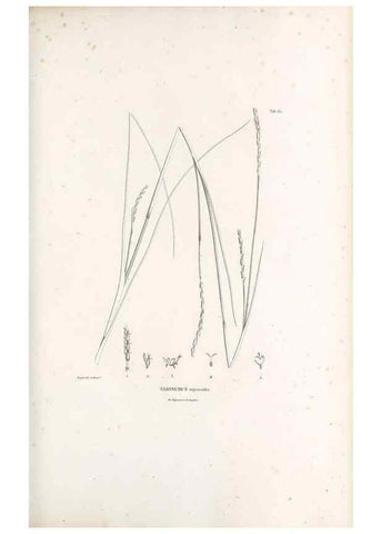 Reproducción/Reproduction 49521583947: Nova genera et species plantarum :. Antverpiae :Ex officina Christophori Plantini ...,1576.. 
