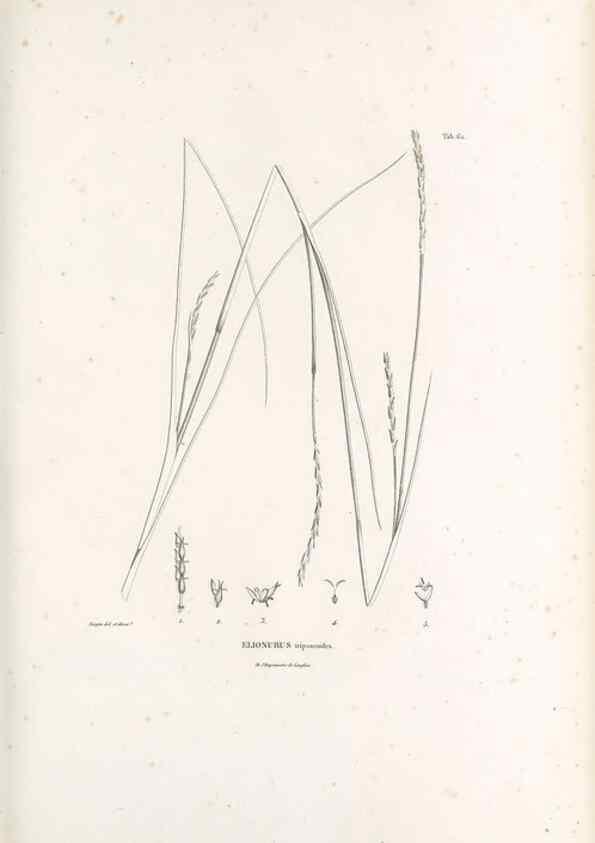 Reproducción/Reproduction 49521583947: Nova genera et species plantarum :. Antverpiae :Ex officina Christophori Plantini ...,1576.. 