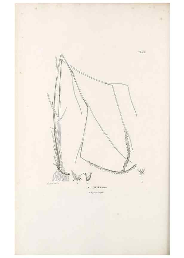 Reproducción/Reproduction 49521372871: Nova genera et species plantarum :. Antverpiae :Ex officina Christophori Plantini ...,1576.. 