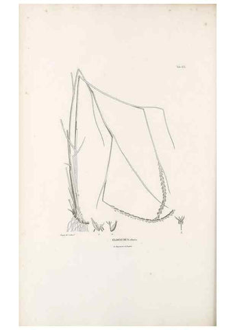 Reproducción/Reproduction 49521372871: Nova genera et species plantarum :. Antverpiae :Ex officina Christophori Plantini ...,1576.. 