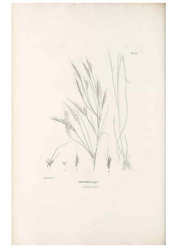 Reproducción/Reproduction 49521373241: Nova genera et species plantarum :. Antverpiae :Ex officina Christophori Plantini ...,1576.. 