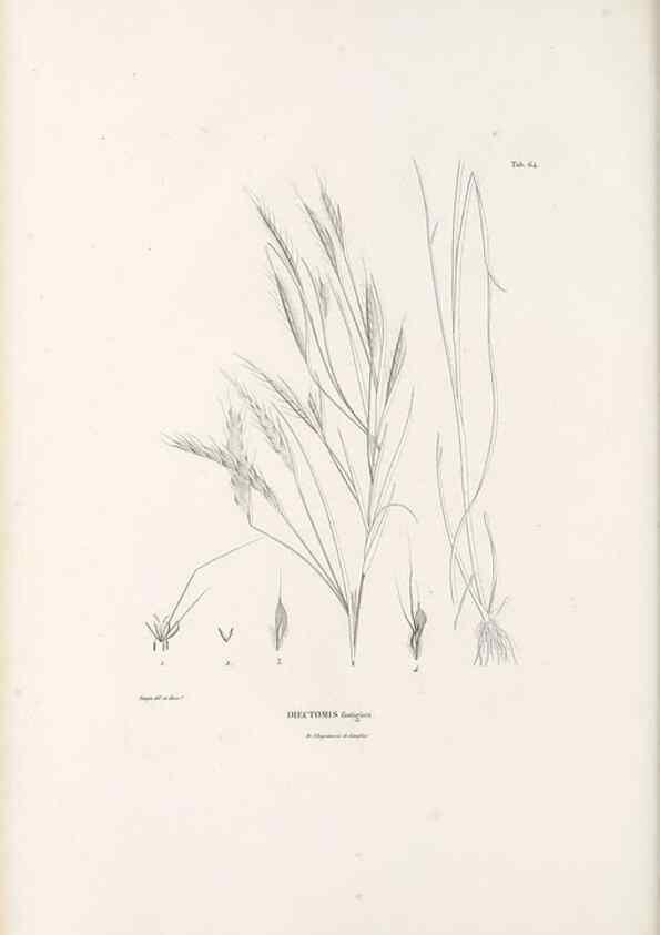 Reproducción/Reproduction 49521373241: Nova genera et species plantarum :. Antverpiae :Ex officina Christophori Plantini ...,1576.. 