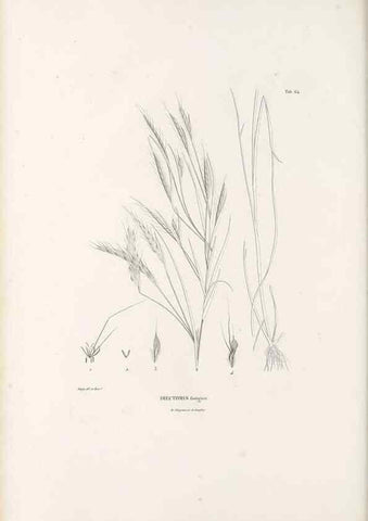 Reproducción/Reproduction 49521373241: Nova genera et species plantarum :. Antverpiae :Ex officina Christophori Plantini ...,1576.. 