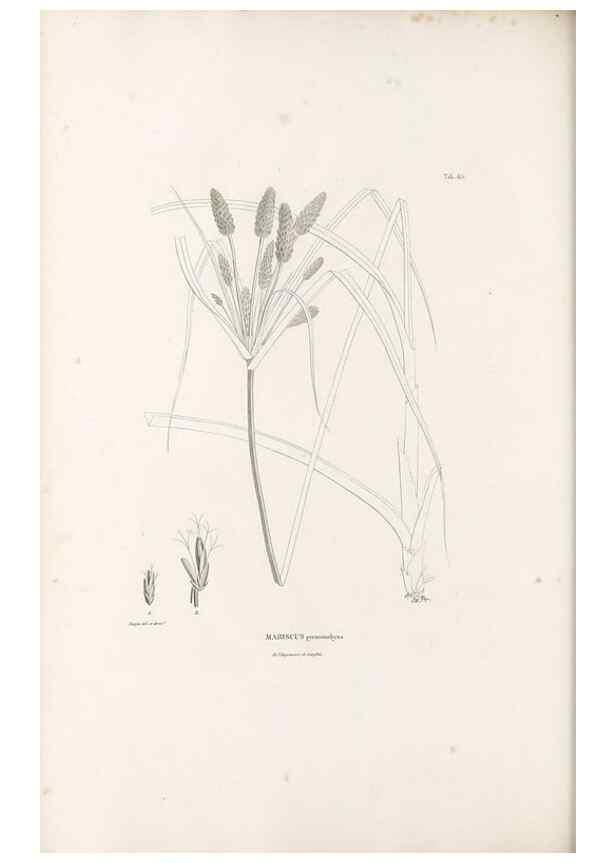 Reproducción/Reproduction 49520849603: Nova genera et species plantarum :. Antverpiae :Ex officina Christophori Plantini ...,1576.. 
