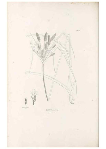 Reproducción/Reproduction 49520849603: Nova genera et species plantarum :. Antverpiae :Ex officina Christophori Plantini ...,1576.. 
