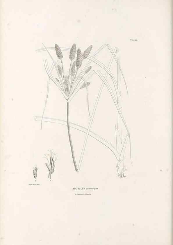 Reproducción/Reproduction 49520849603: Nova genera et species plantarum :. Antverpiae :Ex officina Christophori Plantini ...,1576.. 