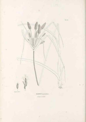 Reproducción/Reproduction 49520849603: Nova genera et species plantarum :. Antverpiae :Ex officina Christophori Plantini ...,1576.. 