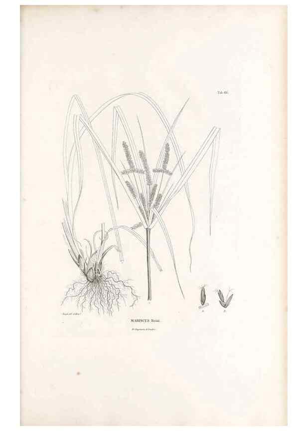 Reproducción/Reproduction 49521373951: Nova genera et species plantarum :. Antverpiae :Ex officina Christophori Plantini ...,1576.. 