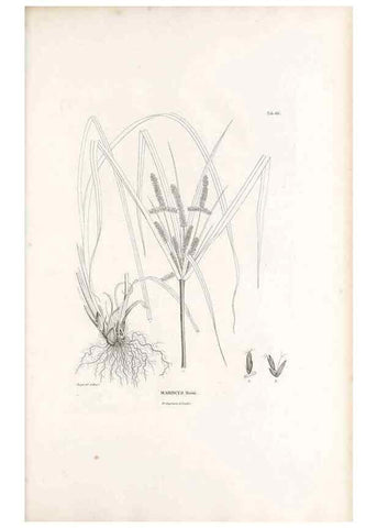 Reproducción/Reproduction 49521373951: Nova genera et species plantarum :. Antverpiae :Ex officina Christophori Plantini ...,1576.. 