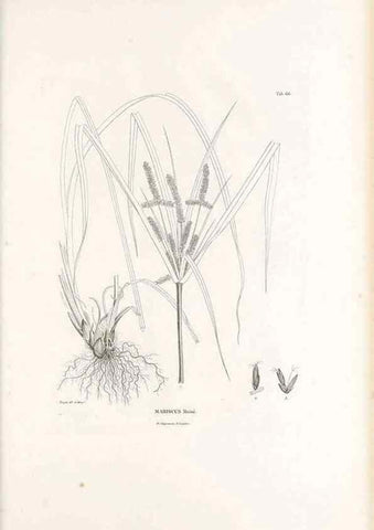 Reproducción/Reproduction 49521373951: Nova genera et species plantarum :. Antverpiae :Ex officina Christophori Plantini ...,1576.. 