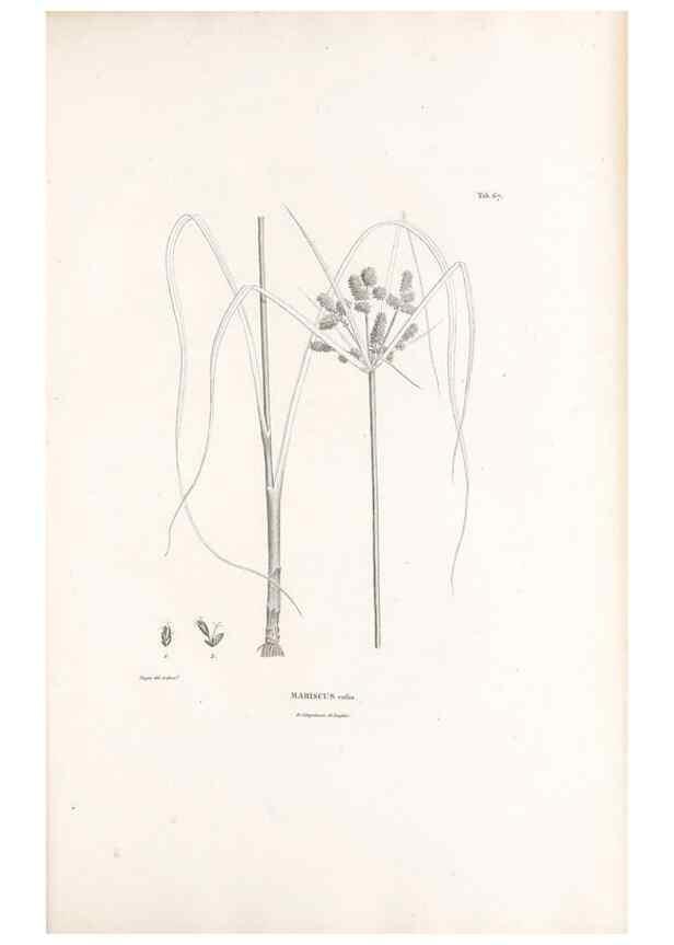 Reproducción/Reproduction 49521374341: Nova genera et species plantarum :. Antverpiae :Ex officina Christophori Plantini ...,1576.. 