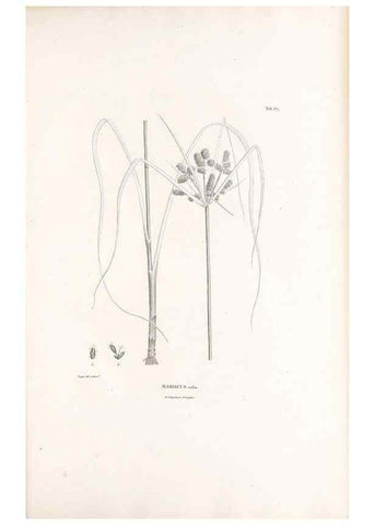Reproducción/Reproduction 49521374341: Nova genera et species plantarum :. Antverpiae :Ex officina Christophori Plantini ...,1576.. 