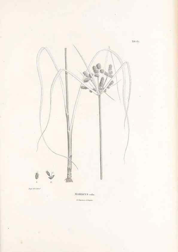 Reproducción/Reproduction 49521374341: Nova genera et species plantarum :. Antverpiae :Ex officina Christophori Plantini ...,1576.. 