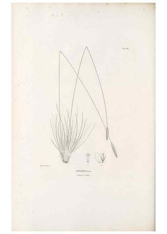 Reproducción/Reproduction 49520850693: Nova genera et species plantarum :. Antverpiae :Ex officina Christophori Plantini ...,1576.. 
