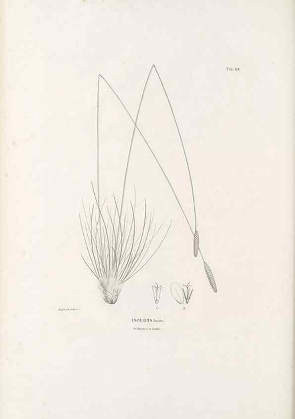 Reproducción/Reproduction 49520850693: Nova genera et species plantarum :. Antverpiae :Ex officina Christophori Plantini ...,1576.. 