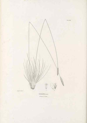 Reproducción/Reproduction 49520850693: Nova genera et species plantarum :. Antverpiae :Ex officina Christophori Plantini ...,1576.. 