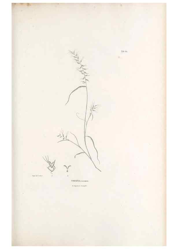 Reproducción/Reproduction 49521372191: Nova genera et species plantarum :. Antverpiae :Ex officina Christophori Plantini ...,1576.. 