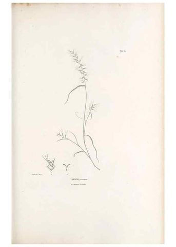 Reproducción/Reproduction 49521372191: Nova genera et species plantarum :. Antverpiae :Ex officina Christophori Plantini ...,1576.. 