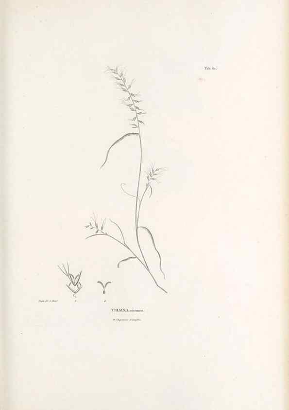 Reproducción/Reproduction 49521372191: Nova genera et species plantarum :. Antverpiae :Ex officina Christophori Plantini ...,1576.. 