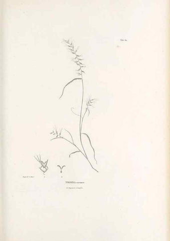 Reproducción/Reproduction 49521372191: Nova genera et species plantarum :. Antverpiae :Ex officina Christophori Plantini ...,1576.. 