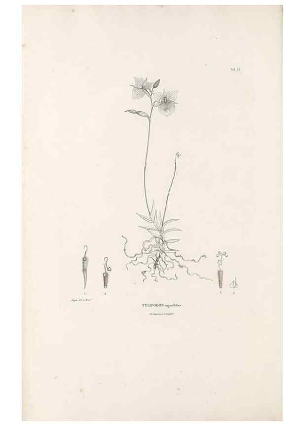 Reproducción/Reproduction 49521593127: Nova genera et species plantarum :. Antverpiae :Ex officina Christophori Plantini ...,1576.. 